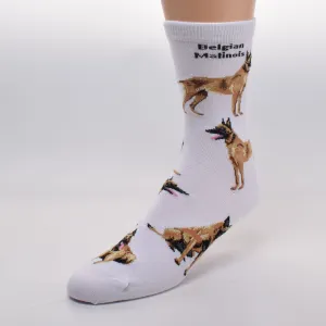 FBF Belgian Malinois Poses Socks